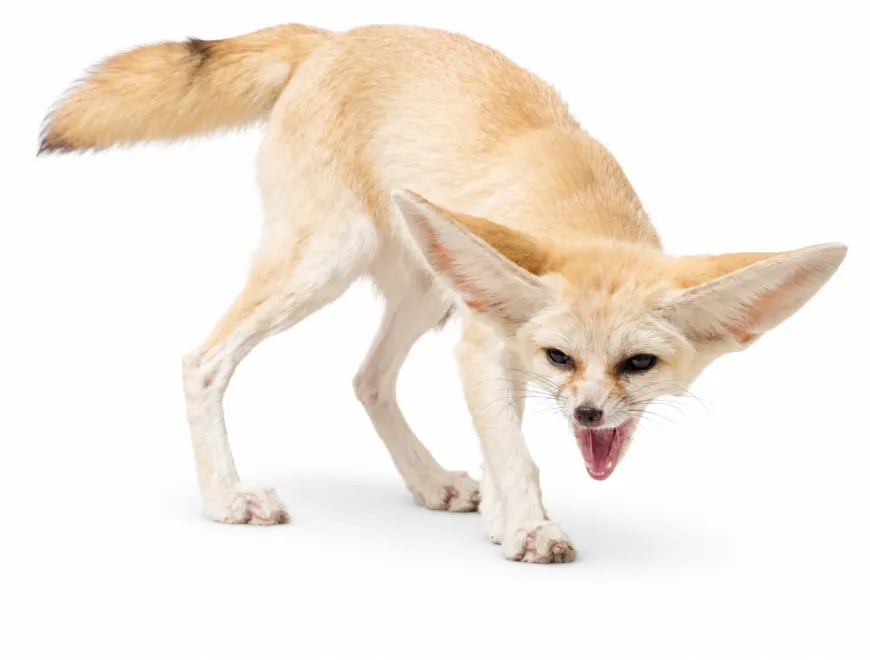 Fennec Fox