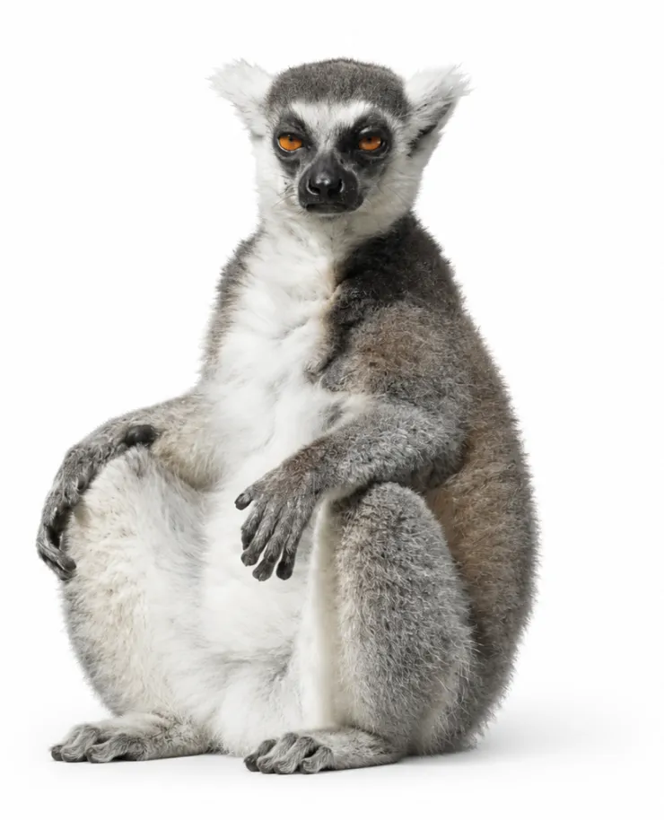 Lemur