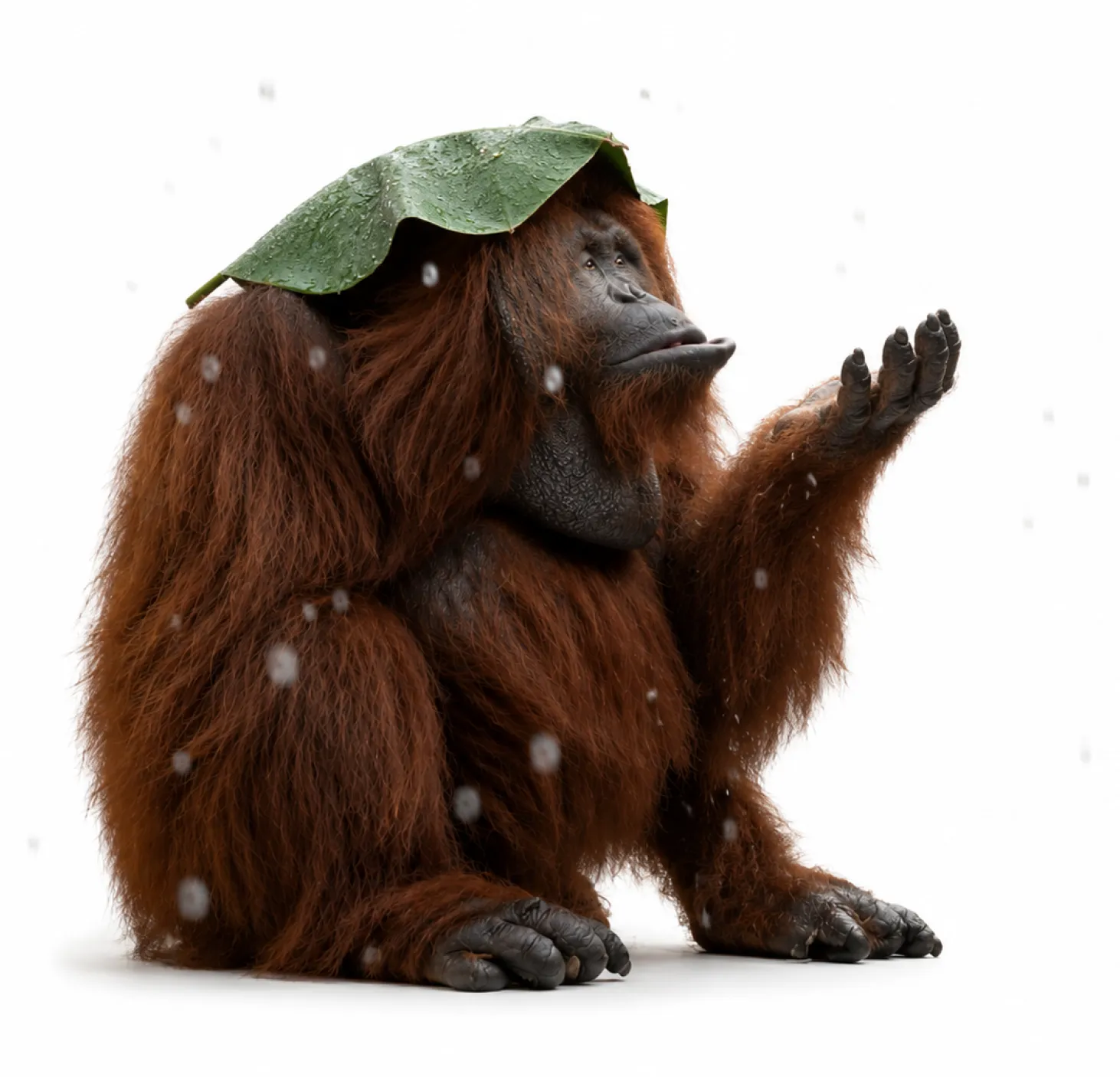 Orangutan